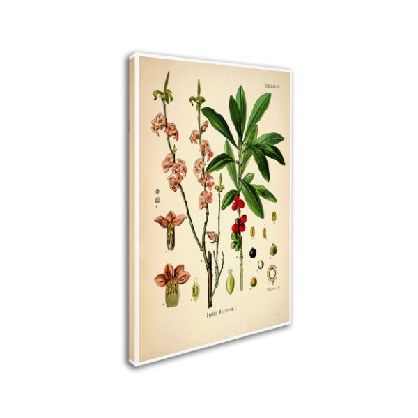 Vintage Lavoie 'Thymelaeaceae' Canvas Art,22x32
